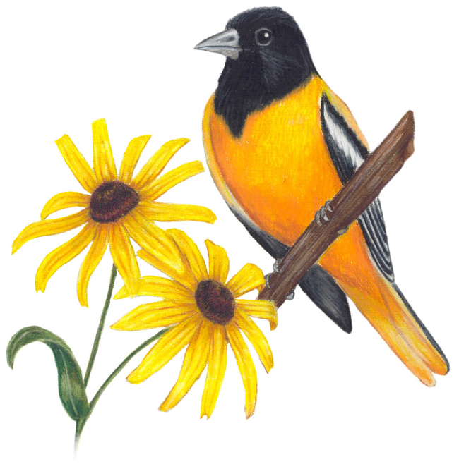 Maryland State Bird and Flower Baltimore Oriole / Icterus galbula Blackeyed Susan